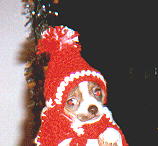 puppys.jpg